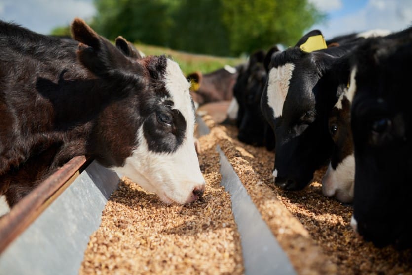 Ingredients for better animal nutrition 